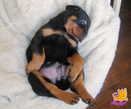 Bear the rottweiler Puppy