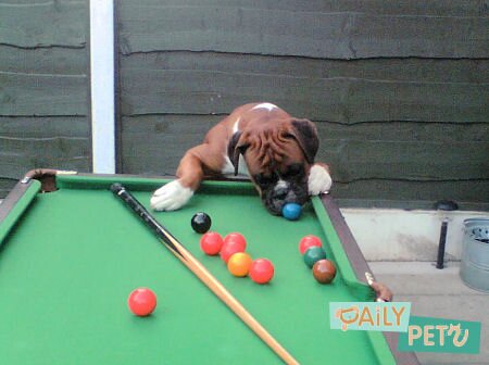 Boxer Playing Snooker
