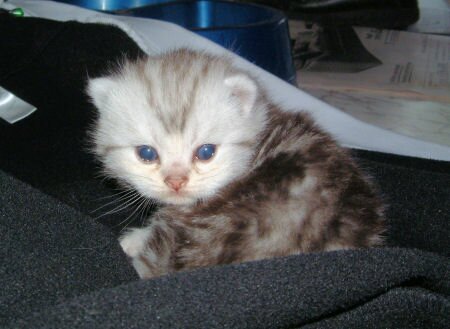 British Shorthair kitten with big blue eyes