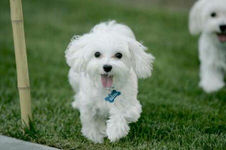 Running Puppy