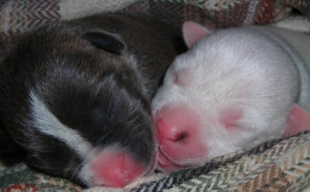 Bottle feeding puppy