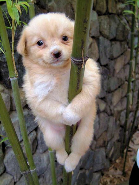 Climbing Puppy