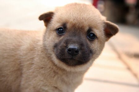 cutest puppy ever. Cutest little Persian Kitten