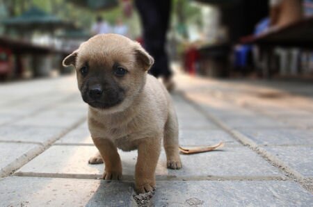 Cute Puppy