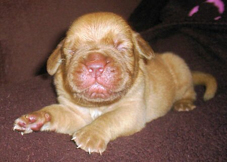 Dogue De Bordeaux Puppy