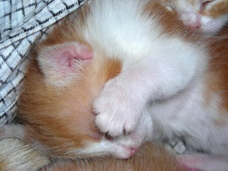 Sleeping Ginger Kitten