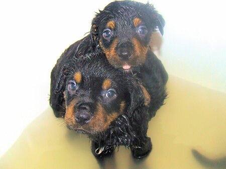 Rottweiler puppies having bath