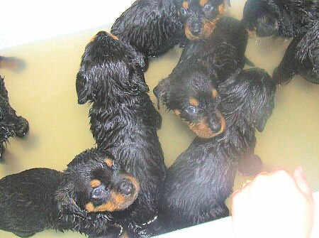 Rottweiler puppies having bath