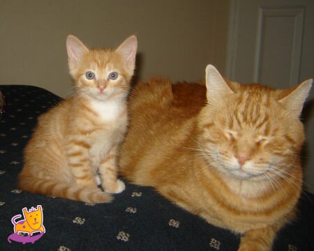 Tabby Kittens