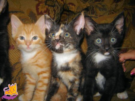 Kittens