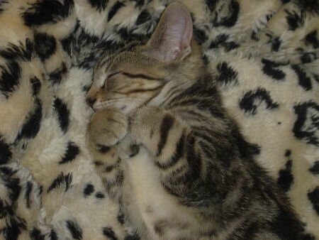 Camouflaged Kitten