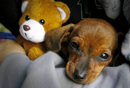 Dachshund Puppies