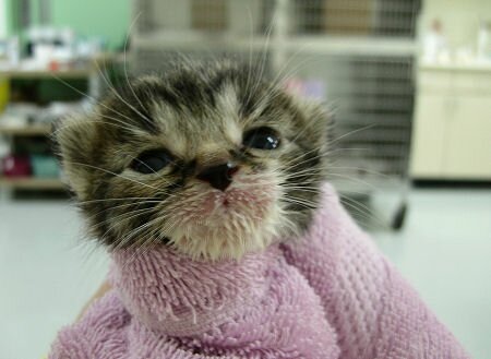 Baby Kitten being bottlefed