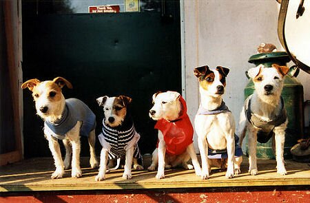 Jack russell group photo