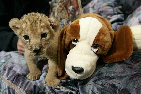 Lily the Lion with cuddly toy