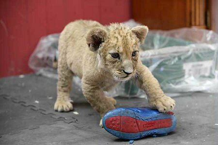 Lily the lion cub