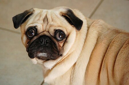 Gorgeous little pug
