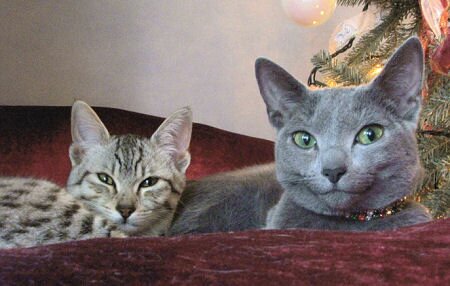 Cute Cat Friends
