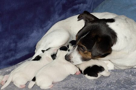 Cute Jack Russell Puppies