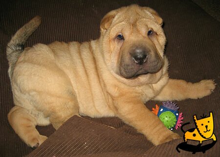 April the Cute Shar Pei Puppy