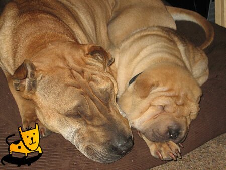 April the Cute Shar Pei Puppy