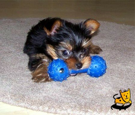 Laice the Yorkshire Terrier