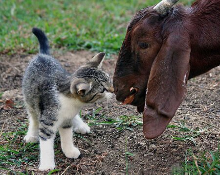 Kitten and Goat